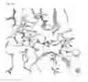 Fig. 41 - Carbohydrate-binding protein
