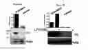 Fig. 06 - PERFORIN 2 DEFENSE AGAINST INVASIVE AND MULTIDRUG RESISTANT PATHOGENS
