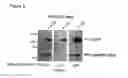 Fig. 09 - PERFORIN 2 DEFENSE AGAINST INVASIVE AND MULTIDRUG RESISTANT PATHOGENS