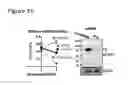 Fig. 33 - PERFORIN 2 DEFENSE AGAINST INVASIVE AND MULTIDRUG RESISTANT PATHOGENS