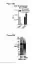 Fig. 37 - PERFORIN 2 DEFENSE AGAINST INVASIVE AND MULTIDRUG RESISTANT PATHOGENS