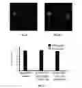 Fig. 04 - Methods and compositions for assessing viral nuclear localization