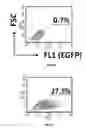 Fig. 06 - Methods and compositions for assessing viral nuclear localization