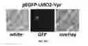 Fig. 07 - Methods and compositions for assessing viral nuclear localization