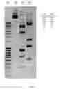 Fig. 13 - Methods and compositions for assessing viral nuclear localization