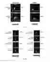 Fig. 14 - Methods and compositions for assessing viral nuclear localization