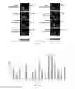 Fig. 15 - Methods and compositions for assessing viral nuclear localization