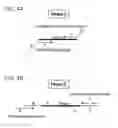 Fig. 07 - ABORTIVE PROMOTER CASSETTES AND METHODS FOR FUSION TO TARGETS AND QUANTITATIVE CpG ISLAND METHYLATION DETECTION USING THE SAME