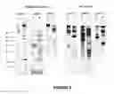 Fig. 15 - Modification of lignin biosynthesis via sense suppression