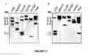 Fig. 26 - Modification of lignin biosynthesis via sense suppression