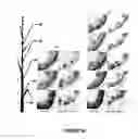 Fig. 91 - Modification of lignin biosynthesis via sense suppression