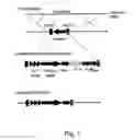 Fig. 02 - Simultaneous site-specific integrations of multiple gene-copies