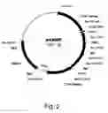Fig. 03 - Simultaneous site-specific integrations of multiple gene-copies