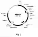 Fig. 04 - Simultaneous site-specific integrations of multiple gene-copies