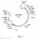 Fig. 05 - Simultaneous site-specific integrations of multiple gene-copies