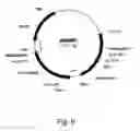 Fig. 07 - Simultaneous site-specific integrations of multiple gene-copies