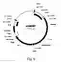 Fig. 10 - Simultaneous site-specific integrations of multiple gene-copies