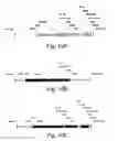 Fig. 11 - Simultaneous site-specific integrations of multiple gene-copies