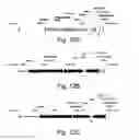 Fig. 13 - Simultaneous site-specific integrations of multiple gene-copies