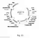 Fig. 14 - Simultaneous site-specific integrations of multiple gene-copies