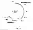 Fig. 16 - Simultaneous site-specific integrations of multiple gene-copies