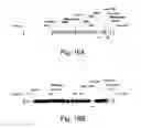Fig. 17 - Simultaneous site-specific integrations of multiple gene-copies