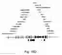 Fig. 19 - Simultaneous site-specific integrations of multiple gene-copies