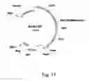 Fig. 20 - Simultaneous site-specific integrations of multiple gene-copies