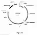 Fig. 22 - Simultaneous site-specific integrations of multiple gene-copies