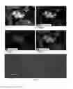 Fig. 03 - Method of synthesizing biogenic elemental selenium nanostructure using enterobacter cloacae and application thereof