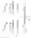 Fig. 03 - Genetically modified microorganism for producing medium-chain lauric acid and/or dodecanedioic acid and method of using thereof