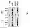 Fig. 02 - MNK BIOMARKERS AND USES THEREOF