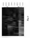Fig. 06 - MNK BIOMARKERS AND USES THEREOF