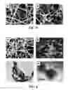 Fig. 05 - Process for preparing a silicon-carbon nanocomposite nanofiber