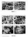 Fig. 06 - Process for preparing a silicon-carbon nanocomposite nanofiber