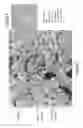 Fig. 08 - System and method for controlling depth of imaging in tissues using fluorescence microscopy under ultraviolet excitation following staining with fluorescing agents