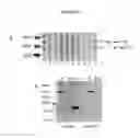 Fig. 04 - Methods of diagnosing and treating autism