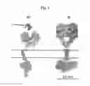 Fig. 02 - Specific protein marker and method for identifying the statistic distribution of protein stoichiometry