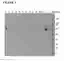Fig. 02 - Methods for evaluating viral clearance from a process solution employing mock viral particles