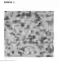 Fig. 05 - Methods for evaluating viral clearance from a process solution employing mock viral particles