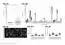 Fig. 05 - COMPOSITIONS AND METHODS FOR FLUID BIOPSY OF MELANOMA