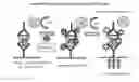 Fig. 01 - Methods and compositions for amplified electrochemiluminescence detection