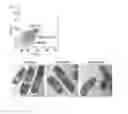 Fig. 12 - Analysis method of molecular interactions on protein nanoparticles using flow cytometry
