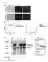 Fig. 14 - Analysis method of molecular interactions on protein nanoparticles using flow cytometry