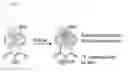 Fig. 02 - Compositions and methods for detecting protein sulfenylation