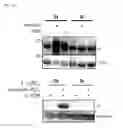 Fig. 13 - Compositions and methods for detecting protein sulfenylation
