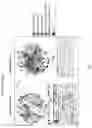 Fig. 21 - Ligand discovery for T cell receptors