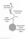 Fig. 02 - Antibodies and methods for the detection of cell death