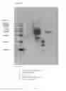 Fig. 04 - Antibodies and methods for the detection of cell death