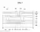 Fig. 07 - Display device with pixel arrangemnt for high resolution